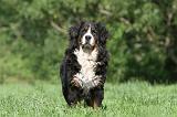 BOUVIER BERNOIS 058